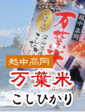 越中高岡 万葉米 こしひかり